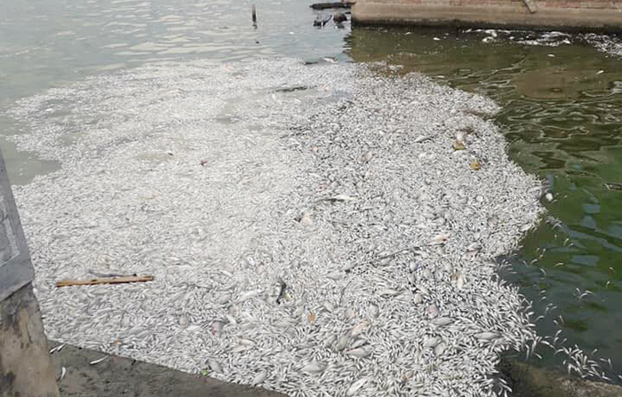 Cá chết ở hồ Tây nổi trắng mặt nước, nguyên nhân do đâu?