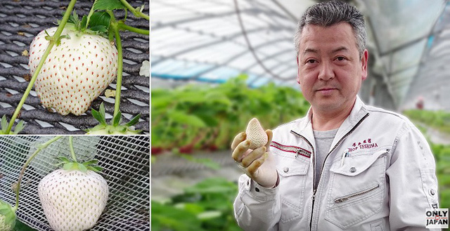  Ông Teshima và những trái dâu bạch ngọc độc nhất vô nhị trên thế giới 