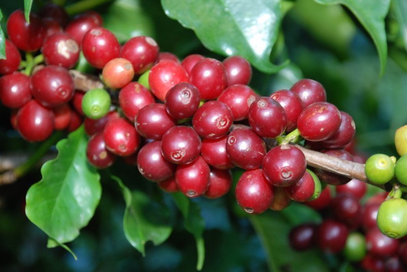 Giá nông sản hôm nay 16/7: Cà phê giảm đỏ sàn, giá tiêu tiếp tục ảm đạm