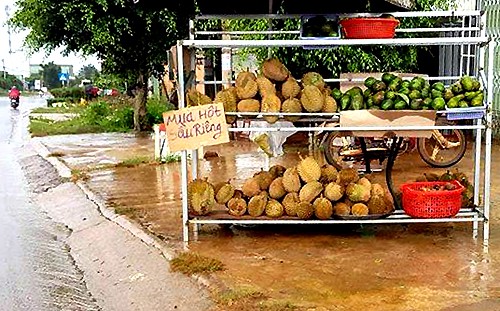 Một điểm thu mua hạt sầu riêng ở Lâm Đồng. Ảnh: Khánh Hương.