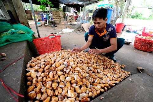 Lâm Đồng: Hạt sầu riêng 90.000 đồng/kg vẫn 