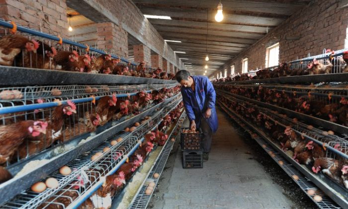 Ngành trứng Trung Quốc: Trại nuôi dưới 10.000 gà mái sẽ bị đóng cửa