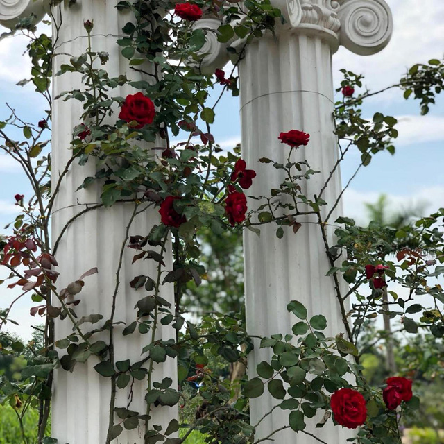 Ra mắt công viên hoa hồng lớn nhất Việt Nam