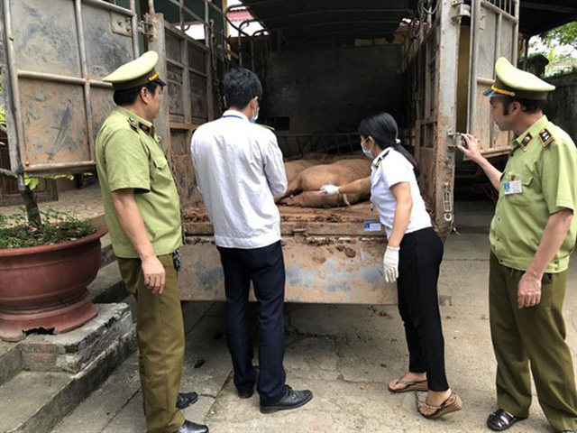 Thịt lợn Trung Quốc ồ ạt tuồn về Việt Nam do giá thịt lợn trong nước tăng