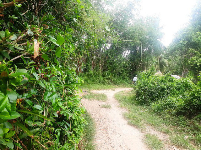 Con đường dẫn vào nhà cô dâu ở huyện Phù Mỹ, Bình Định. Ảnh: Dân Việt