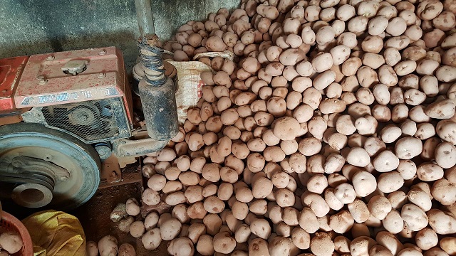 Đà Lạt: Bắt quả tang vụ trộn đất vào khoai tây