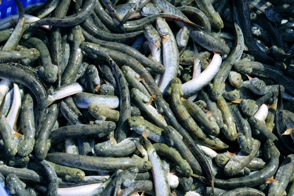Giá cá kèo tăng mạnh, bán mỗi con thu về 1.000 - 3.000 đồng