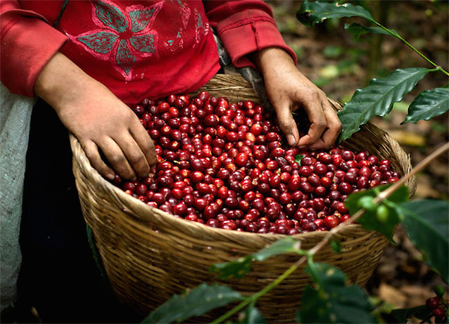 Giá nông sản hôm nay 8/8: Giá cà phê đảo chiều chóng mặt, giá tiêu tăng nhẹ