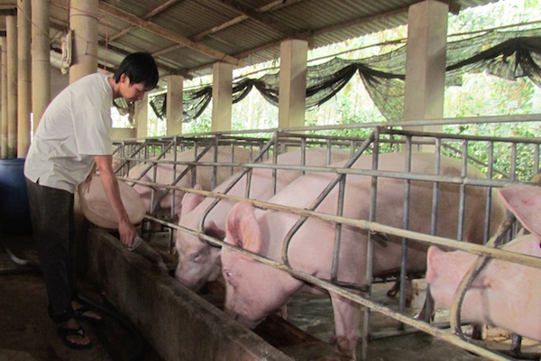 Giá thịt lợn tăng 200%, đắt nhất thế giới và công văn hỏa tốc