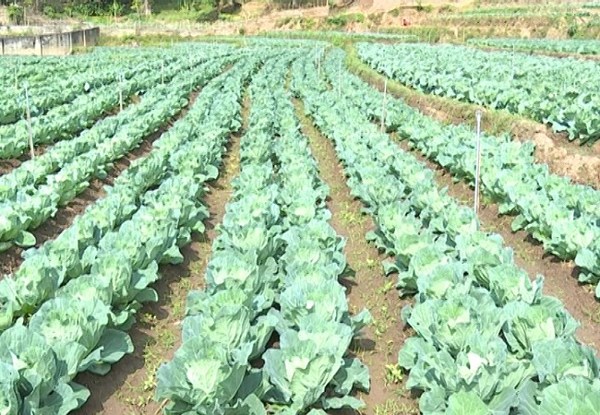 Làm giàu ở nông thôn: Chỉ trồng rau, cà thôi mà tôi lãi 400 triệu