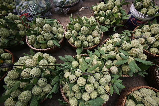 Na Lạng Sơn vào vụ, quả đẹp bán già từ 50.000-70.000 đồng/kg