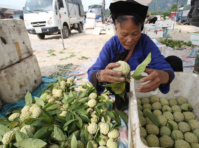 Na Lạng Sơn vào vụ, quả đẹp bán già từ 50.000-70.000 đồng/kg