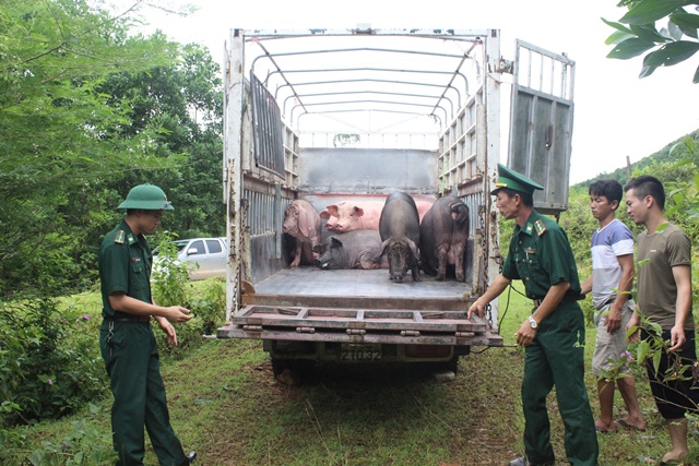 Quảng Ninh: Bắt giữ, tiêu hủy 1 tấn lợn nhập lậu từ Trung Quốc