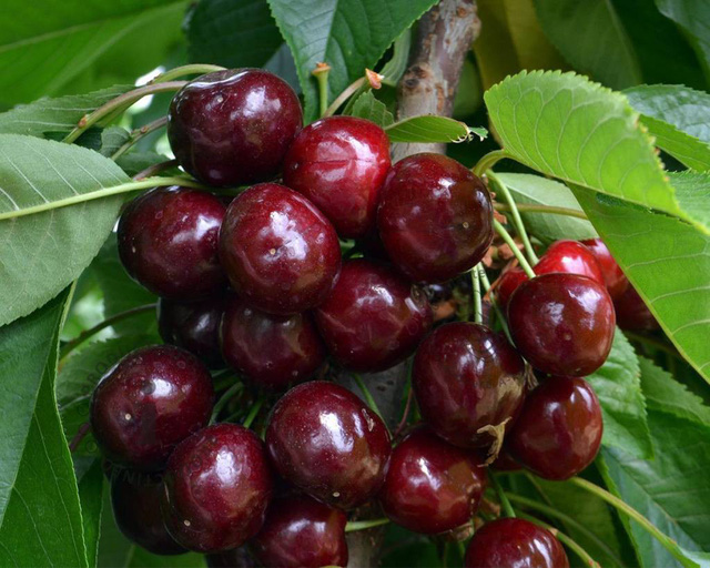 Cherry dễ trồng và cho rất nhiều quả.