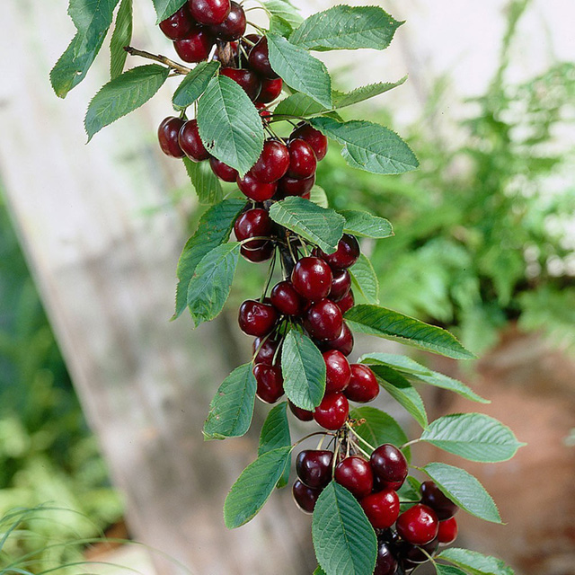 Tự trồng cherry tại nhà ăn cả năm không hết với bí quyết đơn giản
