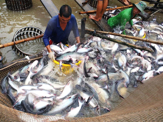 Giá cá tra tăng cao kỷ lục trong vòng 10 năm qua