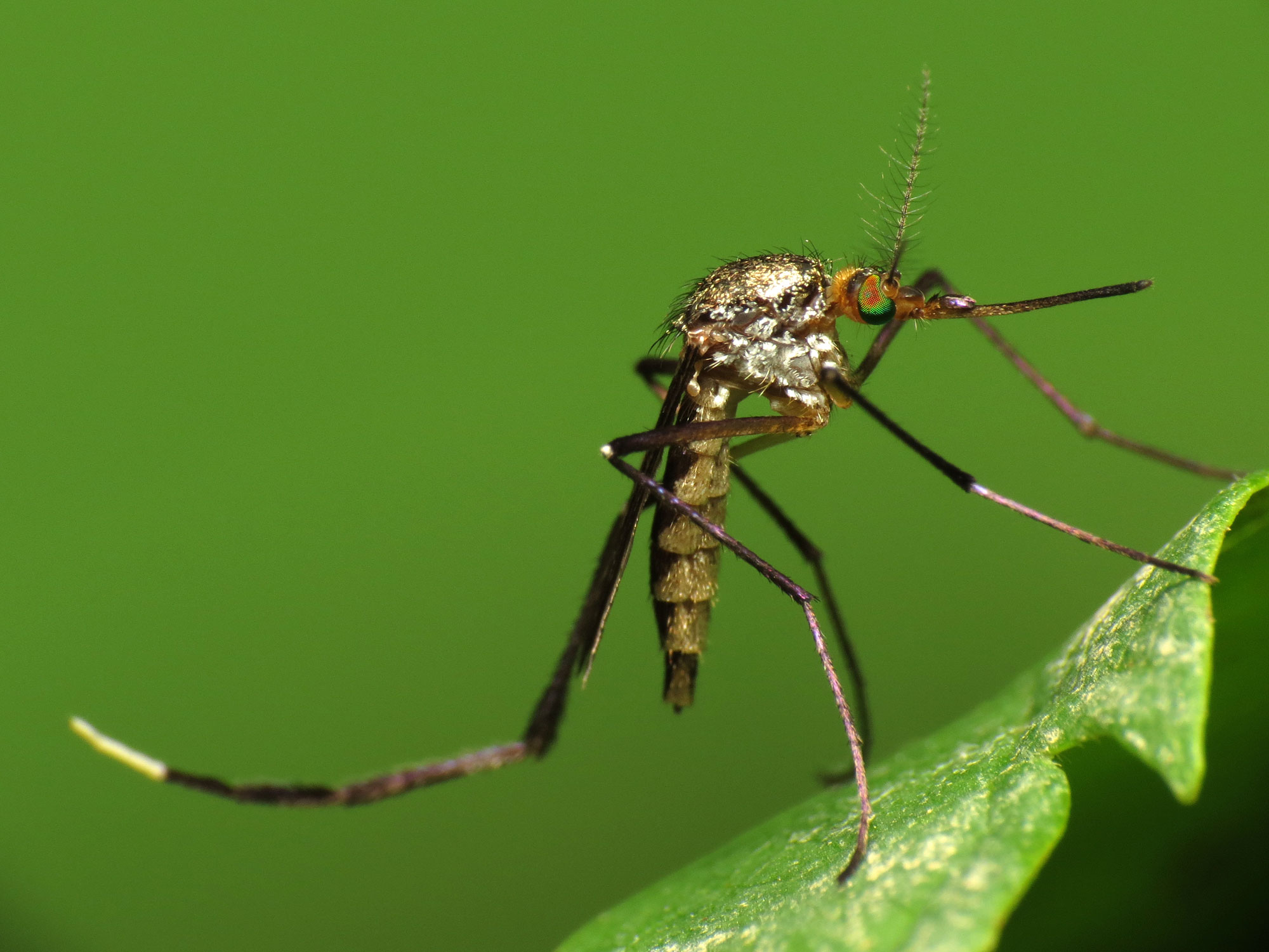Hiểm họa khi muỗi mang hạt nhựa siêu nhỏ có thể làm lây lan sang thực phẩm