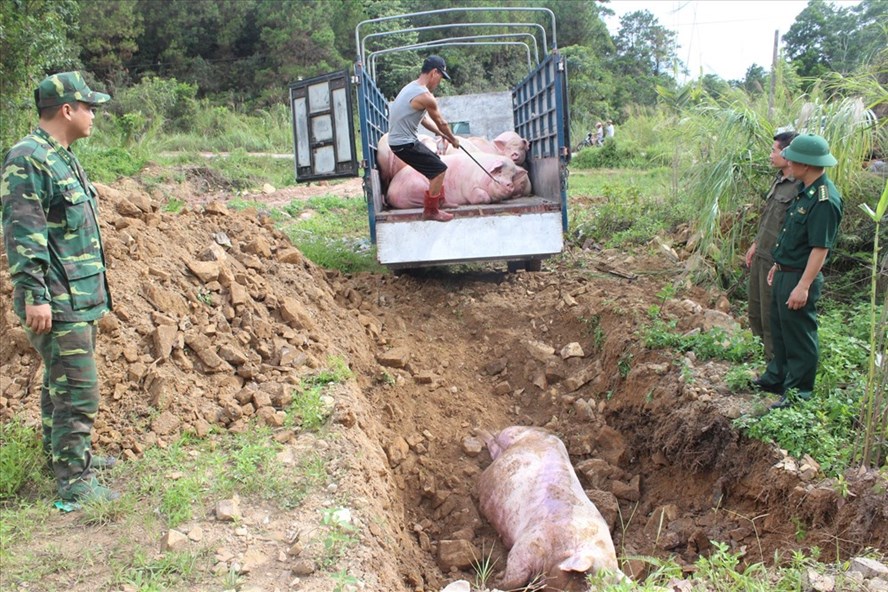 Nguy cơ dịch tả lợn châu Phi vào Việt Nam: Bộ Nông nghiệp ra công điện khẩn