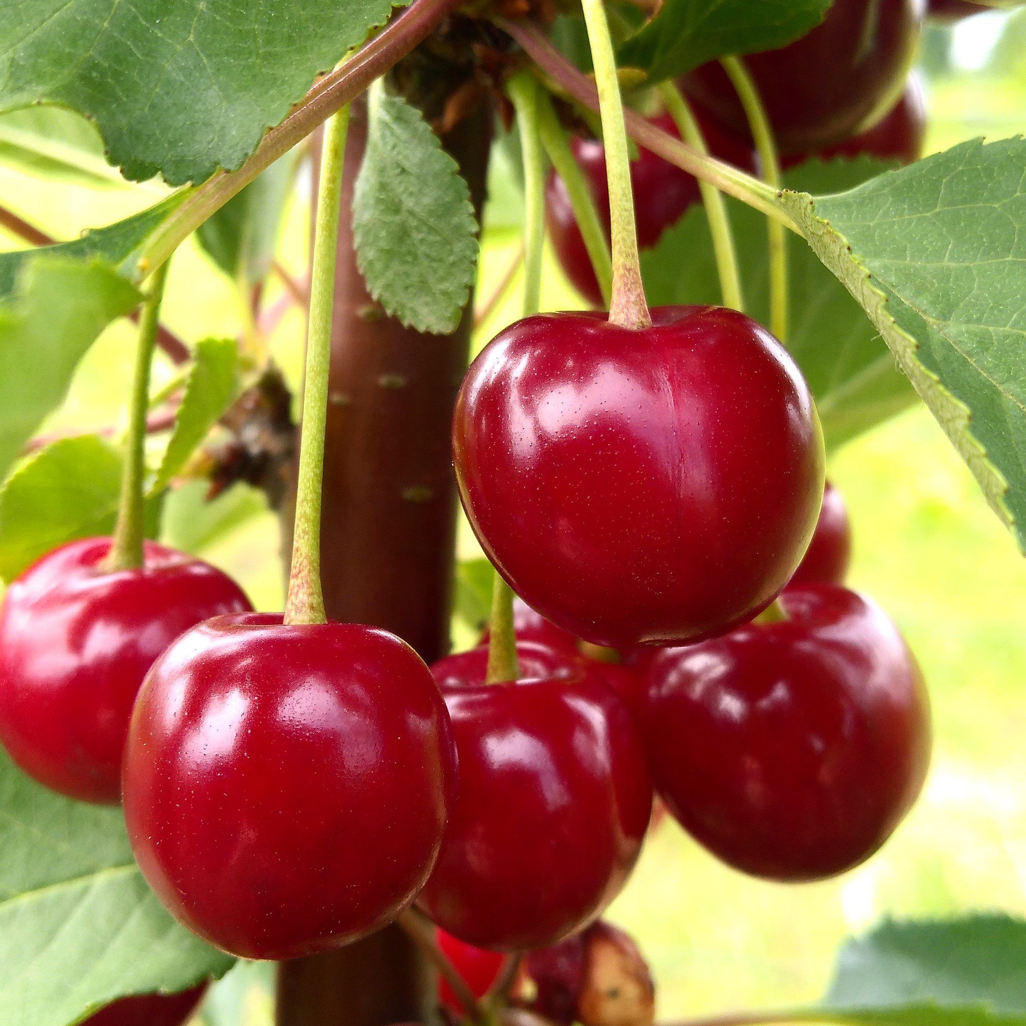 Từ A-Z cách trồng cherry tại nhà, vừa để trang trí vừa để lấy quả