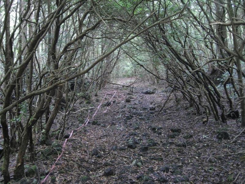 Aokigahara: Khu rừng khiến hàng nghìn người tự sát tại Nhật Bản