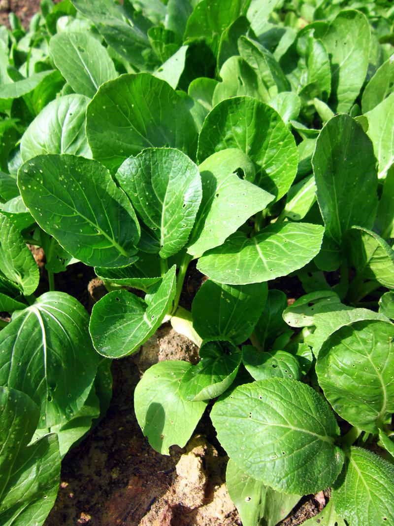 Các loại rau củ quả quen thuộc nhưng dễ ngậm thuốc bảo vệ thực vật