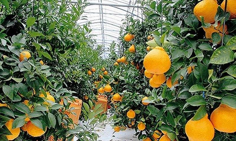 Cam Dekopon hơn 300.000/quả, mọng nước hơn bất cứ loại cam nào khác