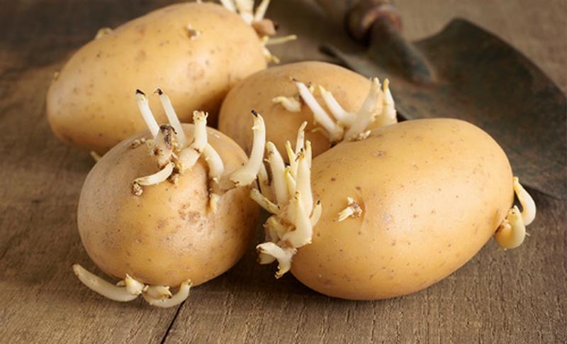Cục ATTP cảnh báo: Ngộ độc chết người vì ăn khoai tây mọc mầm