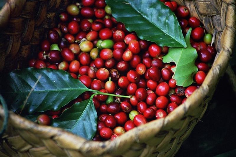 Giá nông sản hôm nay 10/10: Giá cà phê tăng 100-200 đ/kg, giá tiêu tăng mạnh