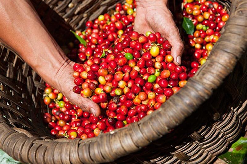Giá nông sản hôm nay 13/10: Giá cà phê tăng 300-600 đ/kg, giá tiêu giảm nhẹ
