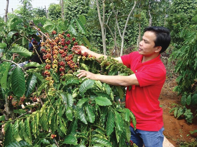 Giá nông sản hôm nay 16/10: Cà phê tăng lên 37.300 đồng/kg, tiêu tiếp tục đi ngang