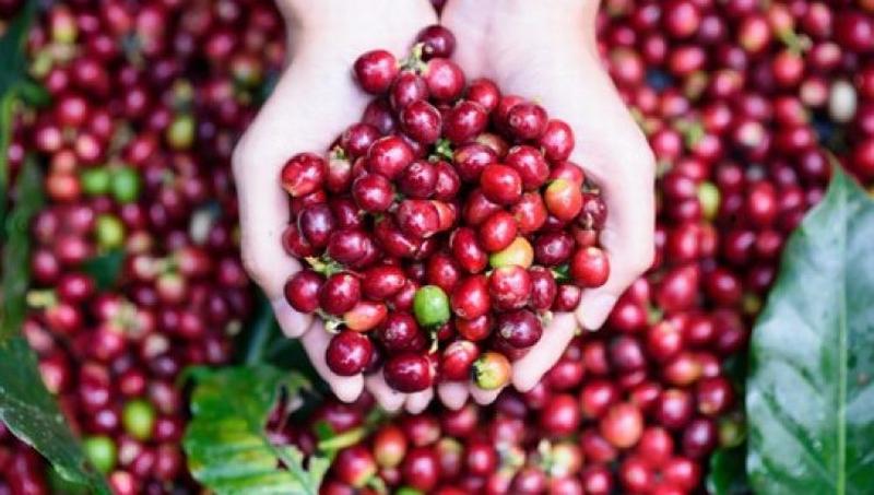 Giá nông sản hôm nay 20/10: Giá cà phê giảm 300-700 đ/kg, giá tiêu tăng 1.000 đ/kg
