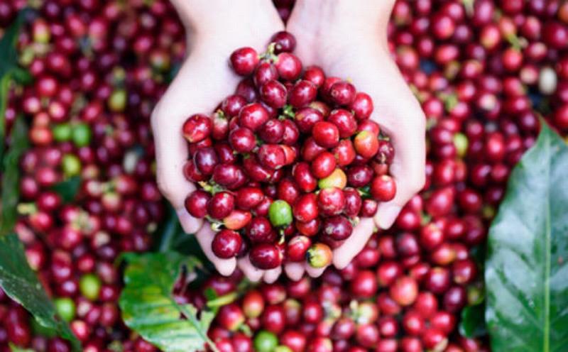 Giá nông sản hôm nay 23/10: Giá cà phê giảm 300-500 đ/kg, giá tiêu tăng nhẹ