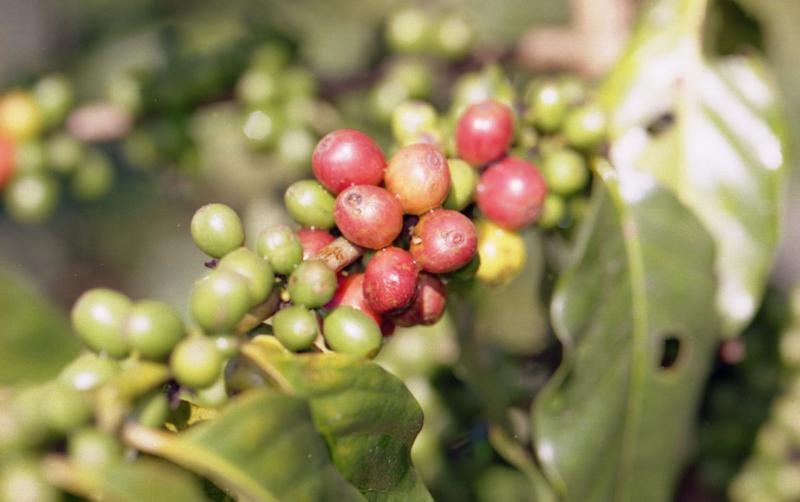 Giá nông sản hôm nay 31/10: Giá cà phê vẫn 