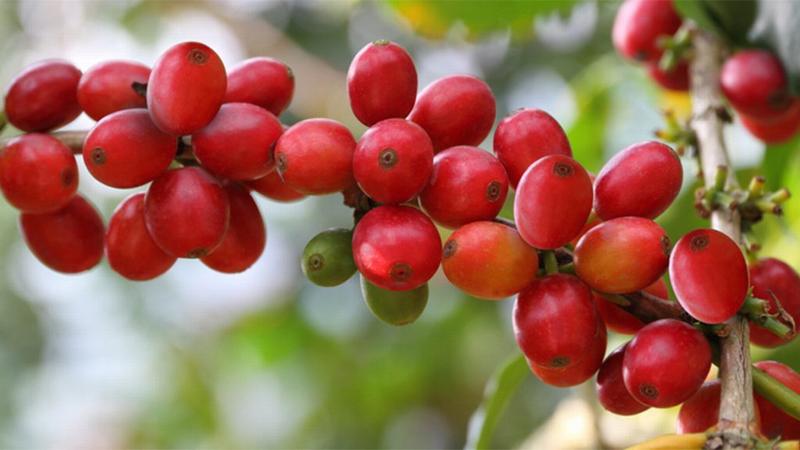 Giá nông sản hôm nay 8/10: Giá cà phê sắp cán mốc 36.000 đồng/kg, giá tiêu không đổi