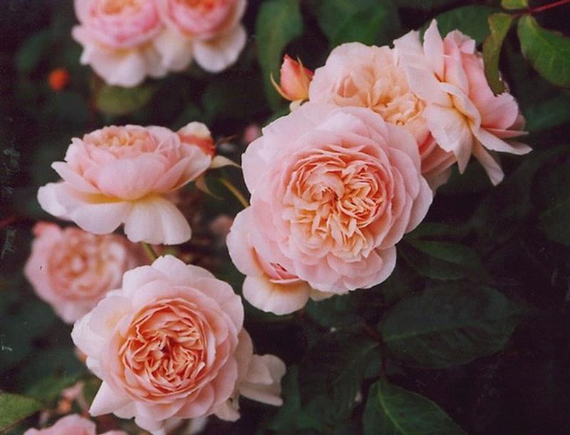 Ngắm bông hồng mang tên nàng Juliet ai cũng mê mẩn vì đẹp, nhưng bán 1 căn biệt thự chưa chắc mua được 1 bông