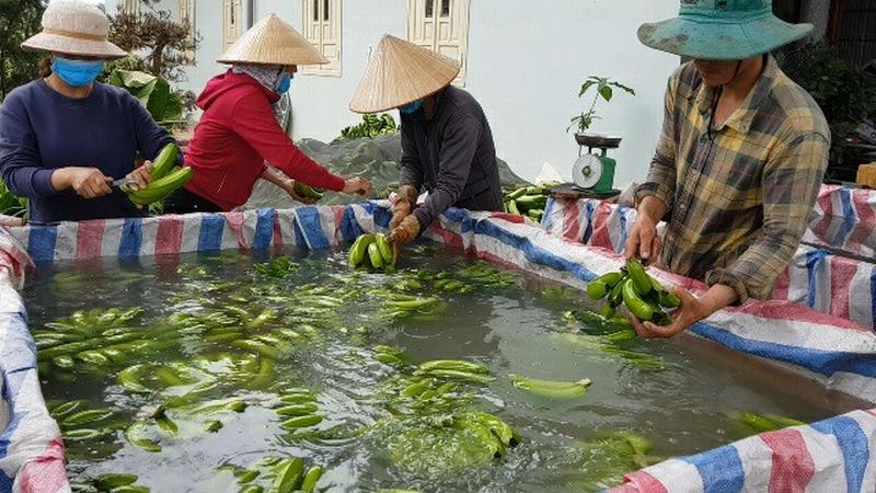 Trồng chuối Laba, nông dân Lâm Đồng thu lãi sòn sòn nửa tỷ/ha