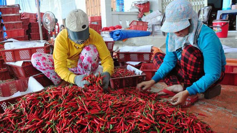 Vì sao Malaysia bất ngờ dừng nhập khẩu ớt từ Việt Nam?