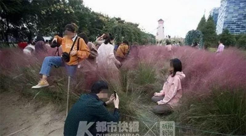 Vườn cỏ hồng bị khách Trung Quốc giẫm nát vì tranh chỗ chụp ảnh