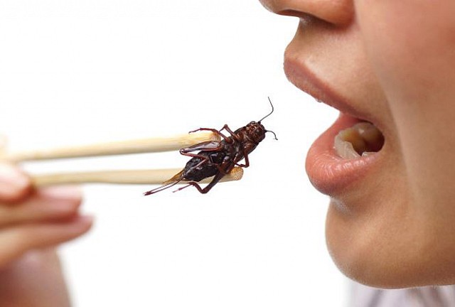 Bà bầu và hiểm họa khôn lường từ trào lưu ăn côn trùng sống