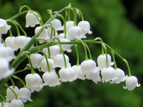 Loài hoa trắng muốt giá 3,2 triệu đồng/bó được nhiều mỹ nhân yêu thích nhưng lại chứa độc tố nguy hiểm
