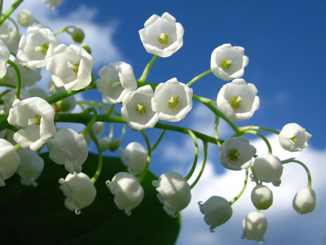 Loài hoa trắng muốt giá 3,2 triệu đồng/bó được nhiều mỹ nhân yêu thích nhưng lại chứa độc tố nguy hiểm