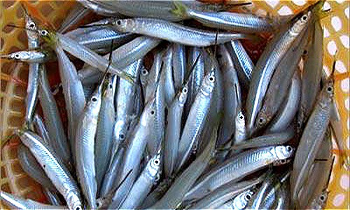  Cá lìm kìm chủ yếu sống trong tự nhiên, ít được dùng chế biến làm thức ăn. 