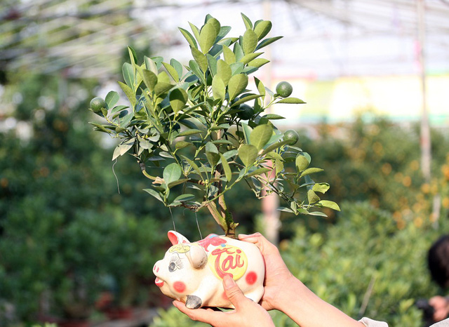 quat-bonsai-ngu-lung-heo-vang-ban-tet-ky-hoi-gia-cao-ngat-nguong-nhung-van-hut-khach