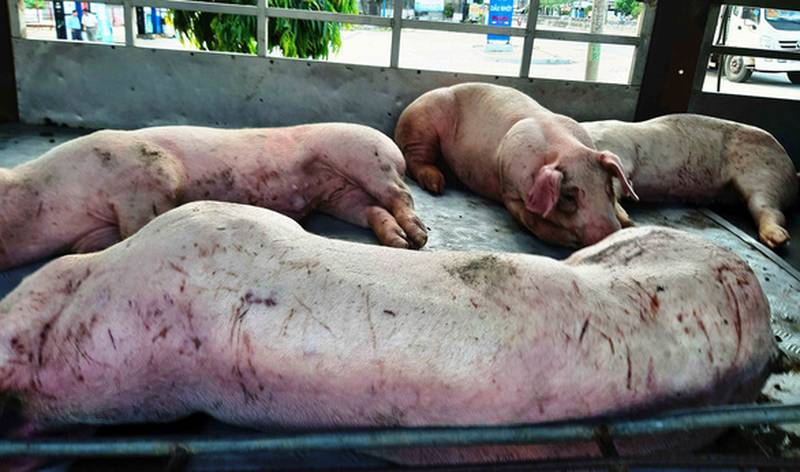 Lợn dịch tả ‘lọt’ chốt kiểm dịch, bán cho nhiều điểm ở tỉnh Quảng Nam