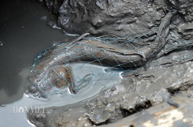 Săn loài cá kỳ lạ nhất hành tinh: Vừa biết lặn vừa biết leo cây-3