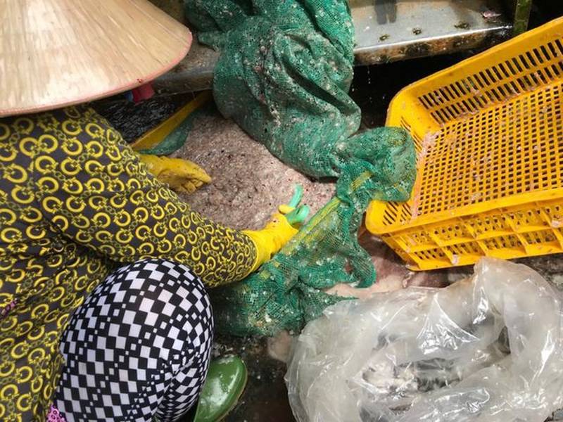  Nhiều người dân ở làng khô Phú Thọ không hiểu các thương lái thu mua vảy cá để làm gì, tuy nhiên với họ bán được thứ bỏ đi này có thêm chút thu nhập 