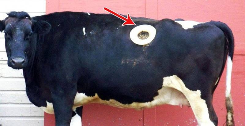 Vì sao những con bò trong trang trại bị đục một lỗ to trên thân mà không chết? - Ảnh 1.