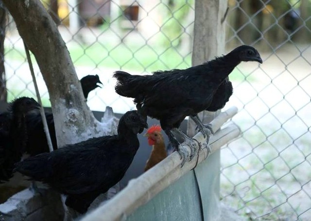 Hành trình đưa giống gà đắt nhất thế giới về Việt Nam