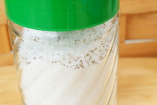Đàn kiến sẽ không dám bén mảng đến lọ đường trong bếp nếu bạn làm việc này