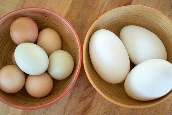 Trứng gà, trứng ngỗng: Trứng nào bà bầu nên ăn?